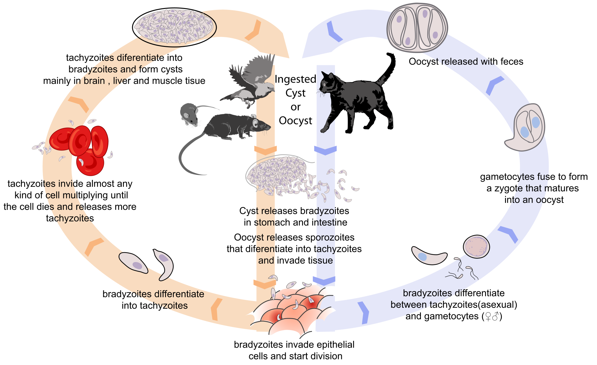 guided-by-parasites-toxoplasma-modified-humans